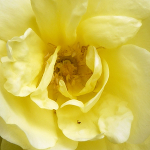 Na spletni nakup vrtnice - Rumena - Stara vrtna vrtnica - Diskreten vonj vrtnice - Rosa Rosa Harisonii - George Folliott Harison - Njeni polni cvetovi so dišeči, barva cvetov je bledo rožnate barve s temnim središčem.
